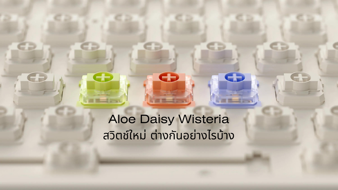 Aloe Daisy Wisteria